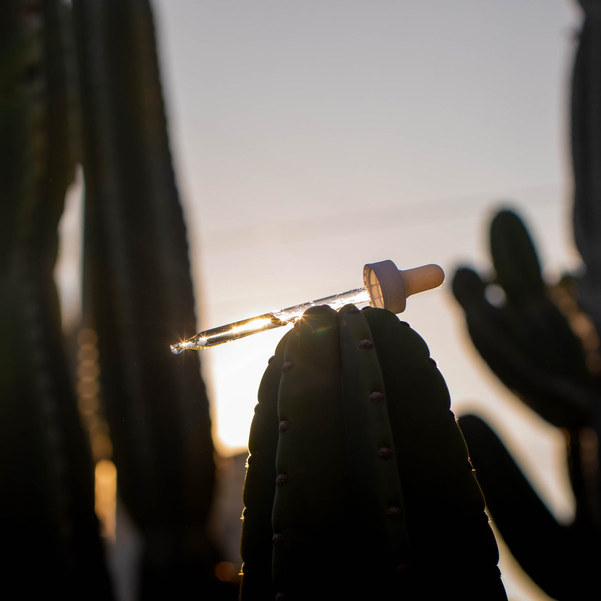 Glass dropper backlit beside a cactus at sunset
