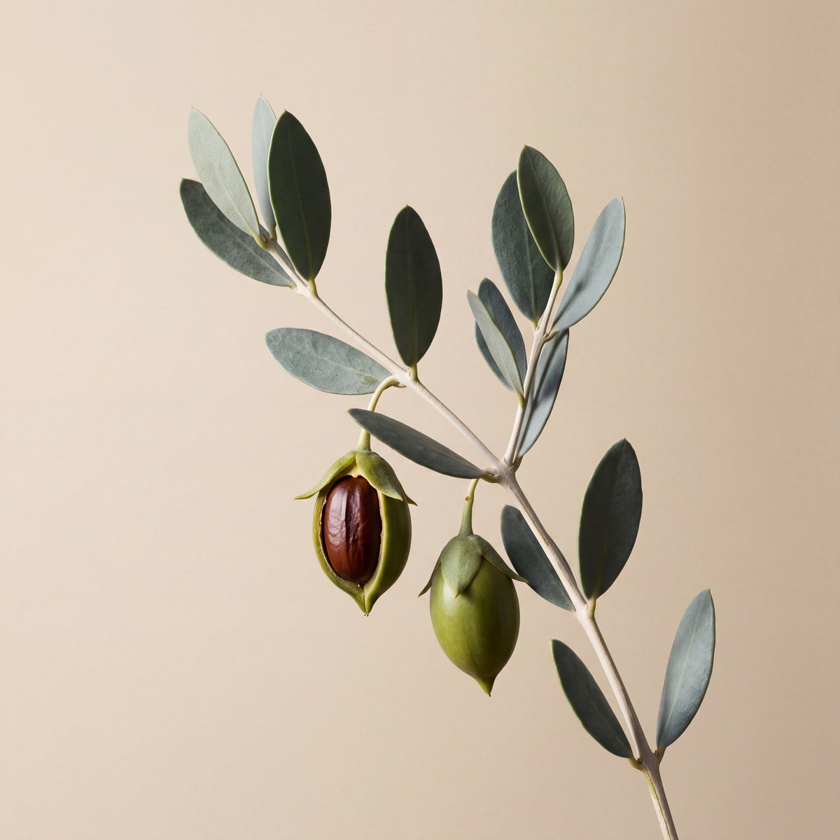 Jojoba branch with leathery leaves and a split seed pod, a Mojave native